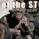 Chimps of the Stone Age
