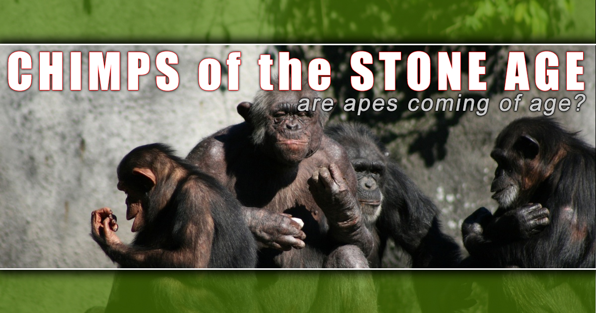 Chimps of the Stone Age | Truth Revolution Radio Show