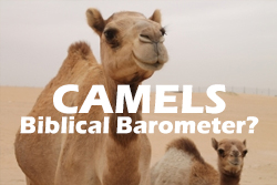 CAMELS: Biblical Barometer?